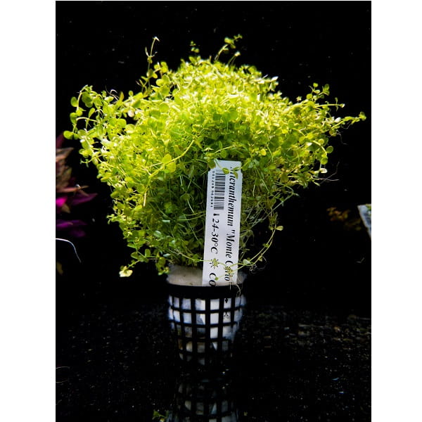 Micranthemum Monte Carlo TRAWNIK KOSZYK XXL